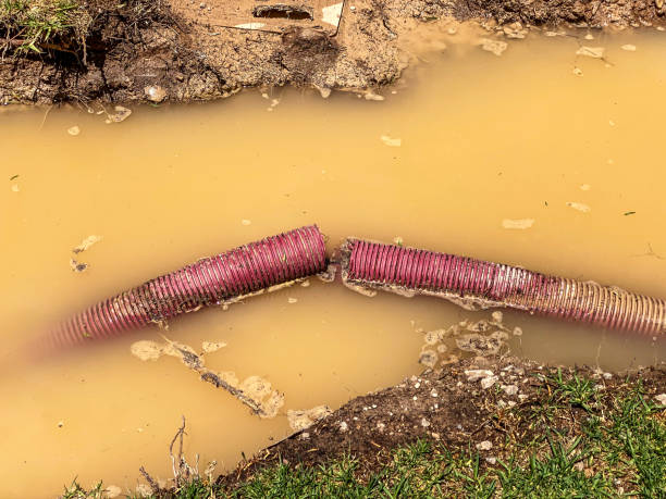 Best Mold removal after water damage  in Hornell, NY